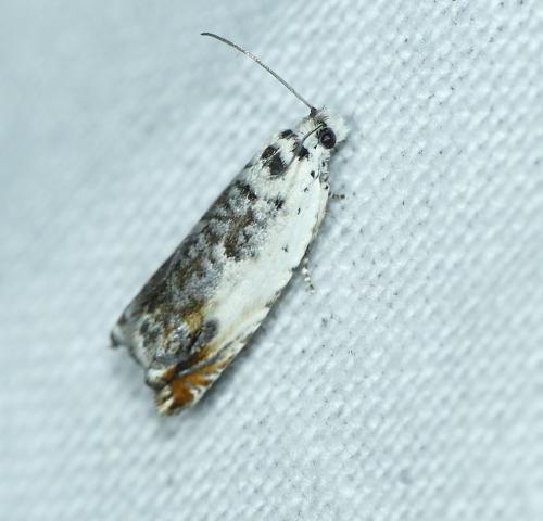 Ancylis laetana